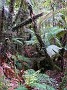 12.2- Foret de fougeres arborescentes pres du lac Matheson